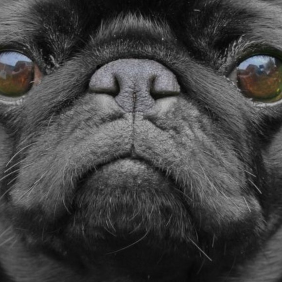 Meet your Posher, Luke - Picture 1 of 1